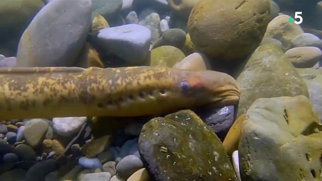 Хорошие новости про животных - видео про животных