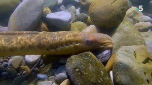 Минога видео