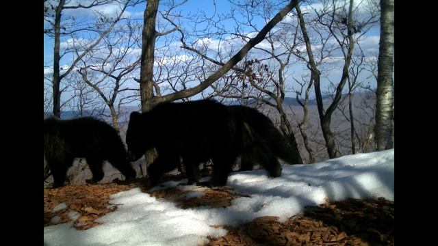 Медведица и сразу 5 медвежат на «Земле леопарда» \ Mother bear with 5 teddy bears! смотреть онлайн
