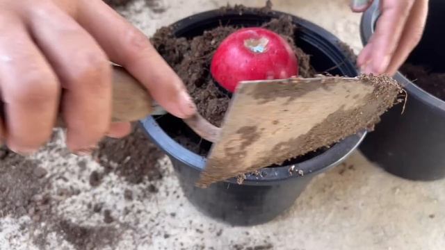 Diy Best: Growing Guava Tree and apple tree From With Amazing techniques | How to Growing Strange смотреть онлайн