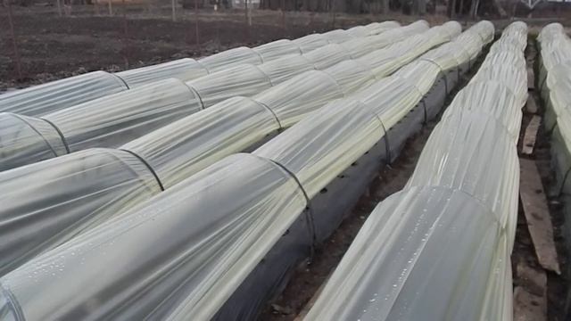 ТУННЕЛИ ПАРНИКИ для клубники. Разница температур на улице и в парнике. Приборы подвели. смотреть онлайн