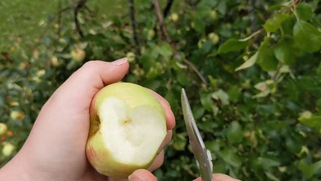 How to tell if Apples are ripe. смотреть онлайн