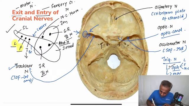 High Yield topics in Anatomy for INICET 2024 with Dr. Tejaswi HL смотреть онлайн
