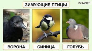 Окружающий мир для детей 5 7 лет