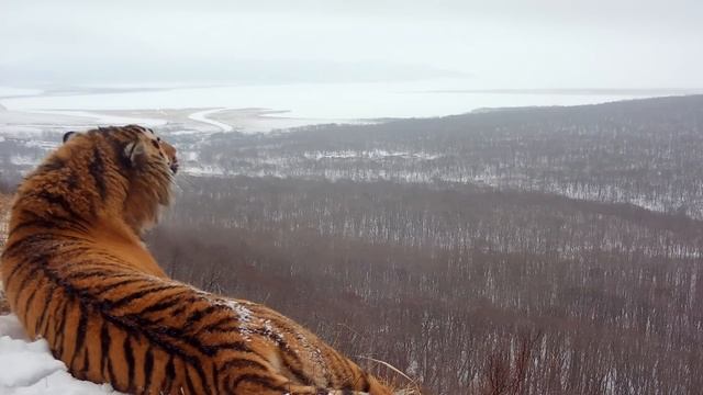 Тигр на фоне Владивостока смотреть онлайн