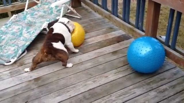 Bella and her ball смотреть онлайн