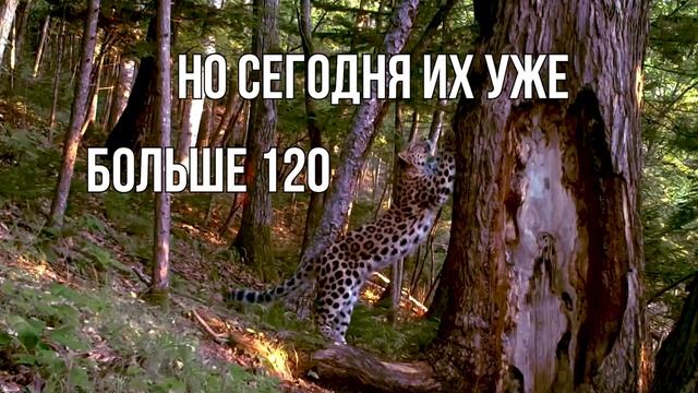 Дальневосточный леопард - самый редкий в мире смотреть онлайн