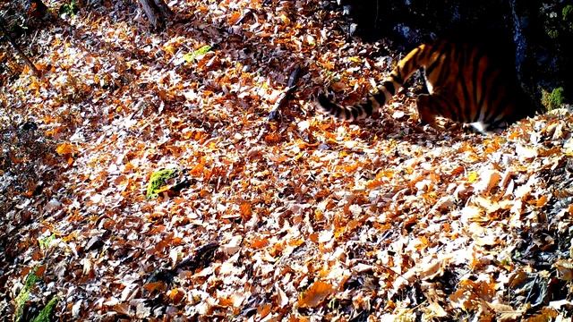 Тигрица в пещере / Amur tiger in cave смотреть онлайн