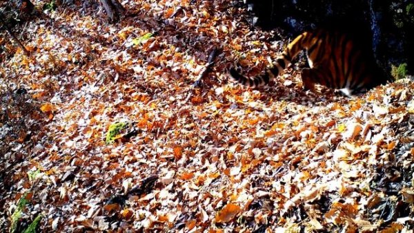 Тигрица в пещере / Amur tiger in cave
