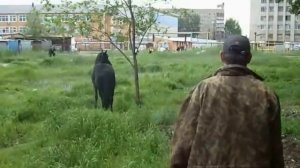 Смешное видео. Обиженная лошадь.