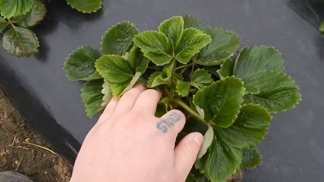 ТАКОГО НИКТО НЕ ОЖИДАЛ!!! Как влияют на клубнику правильные и неправильные схемы подкормок??? смотреть онлайн