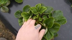 ТАКОГО НИКТО НЕ ОЖИДАЛ!!! Как влияют на клубнику правильные и неправильные схемы подкормок???