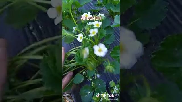 Клубника Альбион скоро урожай #shorts Ранняя клубника. Всё о клубнике. Растим вместе. смотреть онлайн