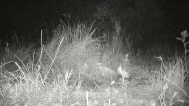 Охота дальневосточного леопарда на оленя/Amur leopard hunting deer смотреть онлайн