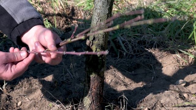 BRIDGE Grafting Technique | How to SAVE a DAMAGED FRUIT TREE with this grafting technique смотреть онлайн