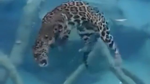 Ягуар, родственник дальневосточного леопарда \ Jaguar , cousin of Amur leopard смотреть онлайн