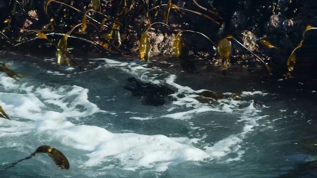 Великий Тихий океан / 3 серия - Прожорливый (2017) / 4K 60 FPS смотреть онлайн