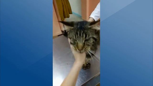 Мейн-кун, который выживал на улице смотреть онлайн