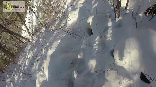 Тропление на Земле леопарда смотреть онлайн