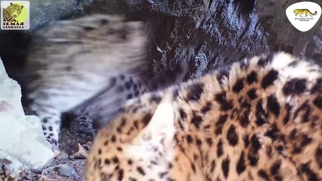 Принцесса «Земли леопарда» стала мамой/Princess of leopards became a mother смотреть онлайн