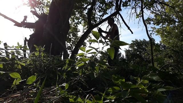 TLC for a Baldwin Apple Tree (Read the description) смотреть онлайн