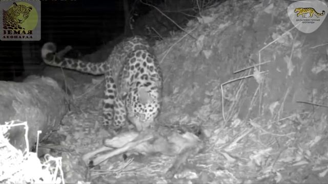 Перепись редких кошек началась на «Земле леопарда» \ Photomonitoring for wild cats смотреть онлайн