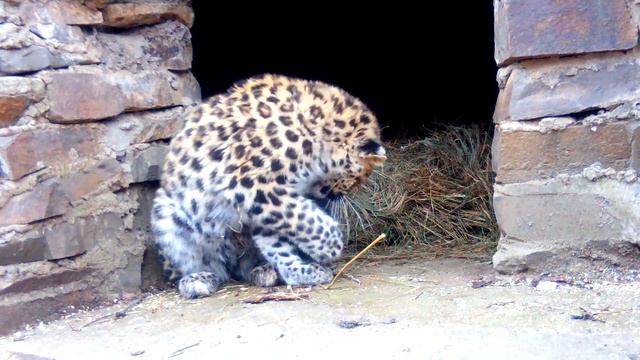 Котенок леопарда осваивает новый вольер смотреть онлайн