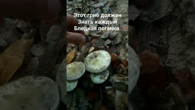 Встетил бледную поганку. смотреть онлайн