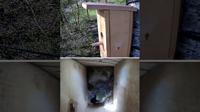 Синичка в скворечнике Lentel (07.05.2018 10-10-19) смотреть онлайн