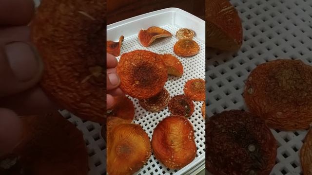 Красавчики. Собираю и продаю мухоморы. https://t.me/Muhomar смотреть онлайн