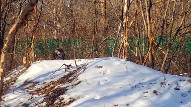 Спасенный котенок леопарда и ворона «поговорили» смотреть онлайн