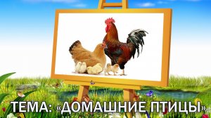 Домашние Птицы