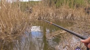 ВОТ ЭТО Я ПОНИМАЮ УДАЧНАЯ РЫБАЛКА НА КАРАСЯ 2024. БЕШЕНЫЙ КЛЁВ РЫБЫ! Рыбалка на удочку весной