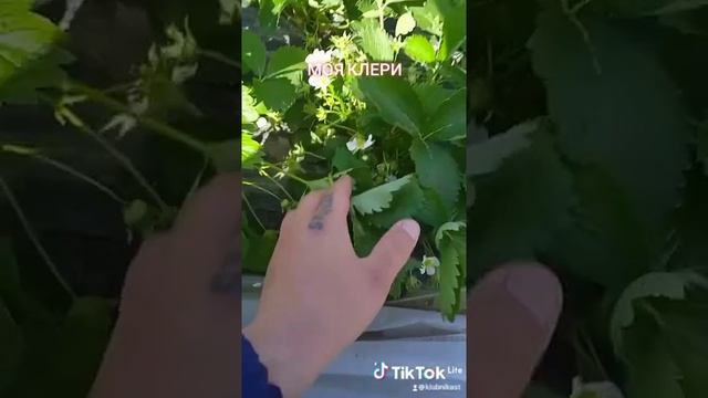 Клубника сорт клери. скоро собирать урожай. #shorts Ранняя клубника. Всё о клубнике. Растим вместе. смотреть онлайн