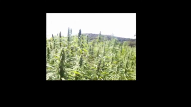 Marihuana Plantage - Nice to swim in Marihuana - Конопля плантации смотреть онлайн