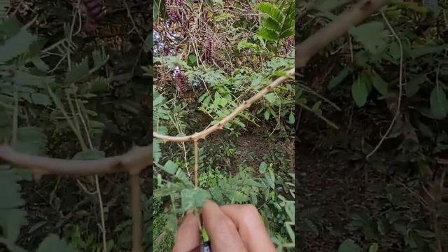 Senegalia rugata -Shikakai смотреть онлайн