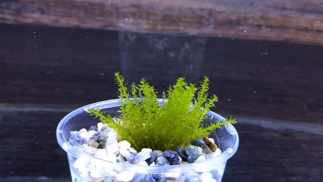 МОХ МАЙБАРАЙ. Districhophyllum Maibarae. СЕКРЕТЫ ВЫРАЩИВАНИЯ