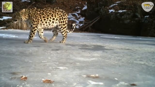 Дальневосточный леопард Leo 73F гуляет по лужам в заповеднике / Amur leopard Leo 73F смотреть онлайн