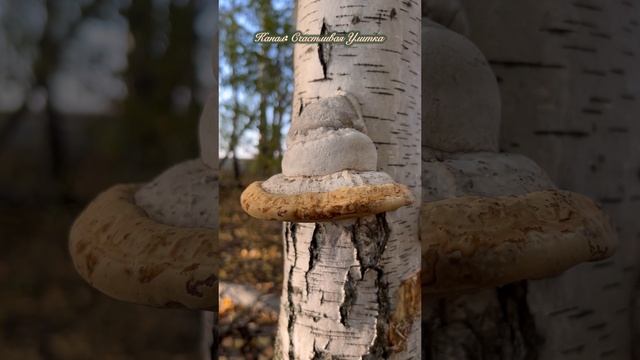 Гриб лампа или гриб наоборот смотреть онлайн