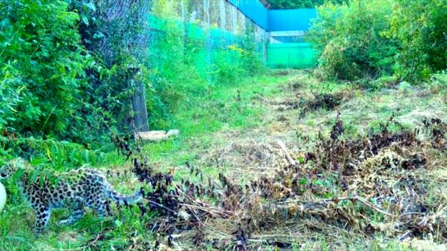 Спасенный котенок леопарда выпущен в вольер смотреть онлайн