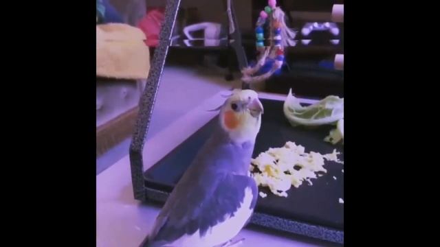 PARROT'S X-FILES смотреть онлайн