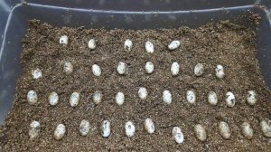 ЙЕМЕНСКИЙ ХАМЕЛЕОН. С ЯЙЦА ДО ВЗРОСЛОГО. ВЕСЬ ПРОЦЕСС РАЗМНОЖЕНИЯ.