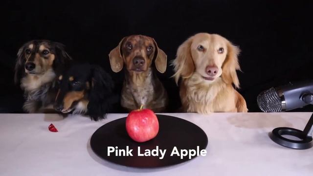 ASMR | Cute Mini Dachshunds Review Pink Lady Apple *Crunchy Sounds смотреть онлайн