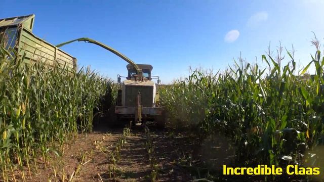 1994 Claas Jaguar 690 14.6 Litre 8-Cyl V8 Diesel Forage Harvester (296 HP) Collecting Maize смотреть онлайн