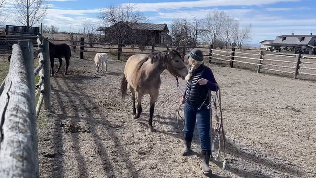 This Tiny HORSE thinks he is in charge! смотреть онлайн