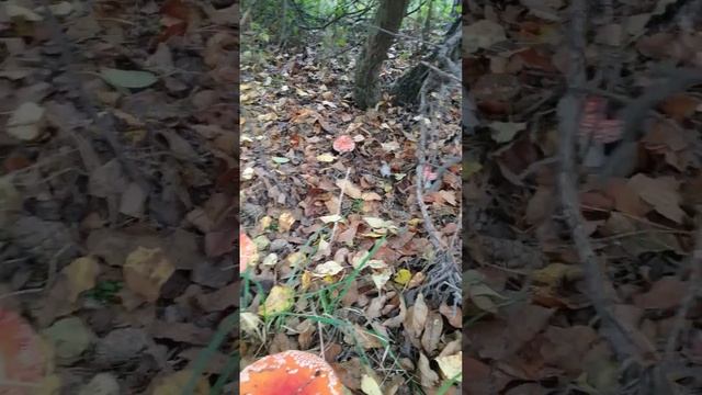 Красивая полянка с мухоморами! https://t.me/Muhomar продаю. смотреть онлайн