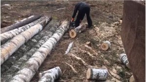 Валка леса бензопилой ZimAni 372XP PRO - 3 гектара, 400+ кубов дров, отзыв, что осталось от пилы.