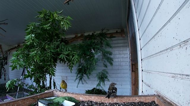 птицы в вольере смотреть онлайн