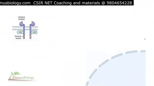 Jak stat signaling pathway animation