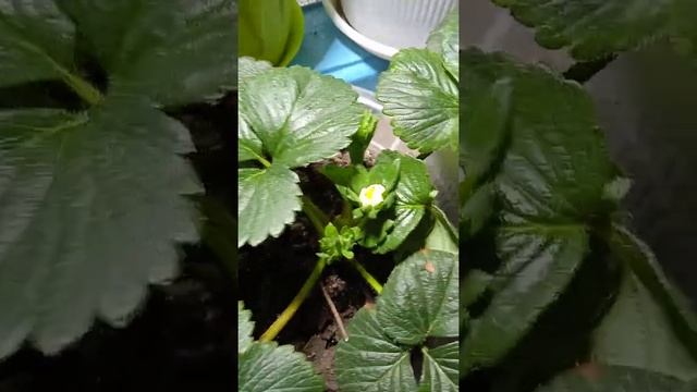 Клубника на подоконнике зацвела. В январе проводим эксперименты. Скоро ягодки. #shorts смотреть онлайн